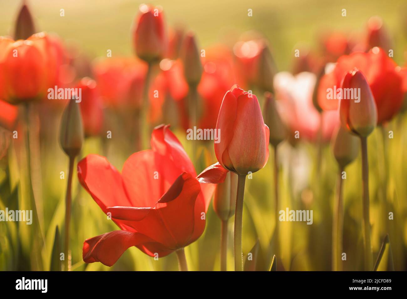 Spring, red tulips, backlight shot, Stock Photo