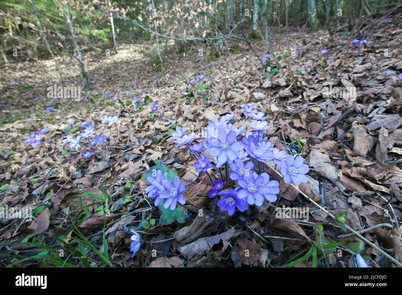 Liverwort, blue-violet spring bloomer in deciduous forests Stock Photo