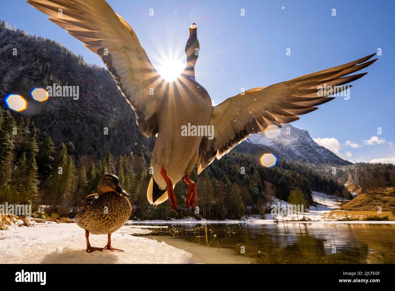 A mallard drake flies up with wings spread, the sun forms a sun star on its shadow, meanwhile its female perches on the last winter ice on the shore of the spring-like Ferchensee in the Bavarian Alps above Mittenwald. In the background blue sky and the Wetterstein. Water drops form some reflections on the lens. Stock Photo