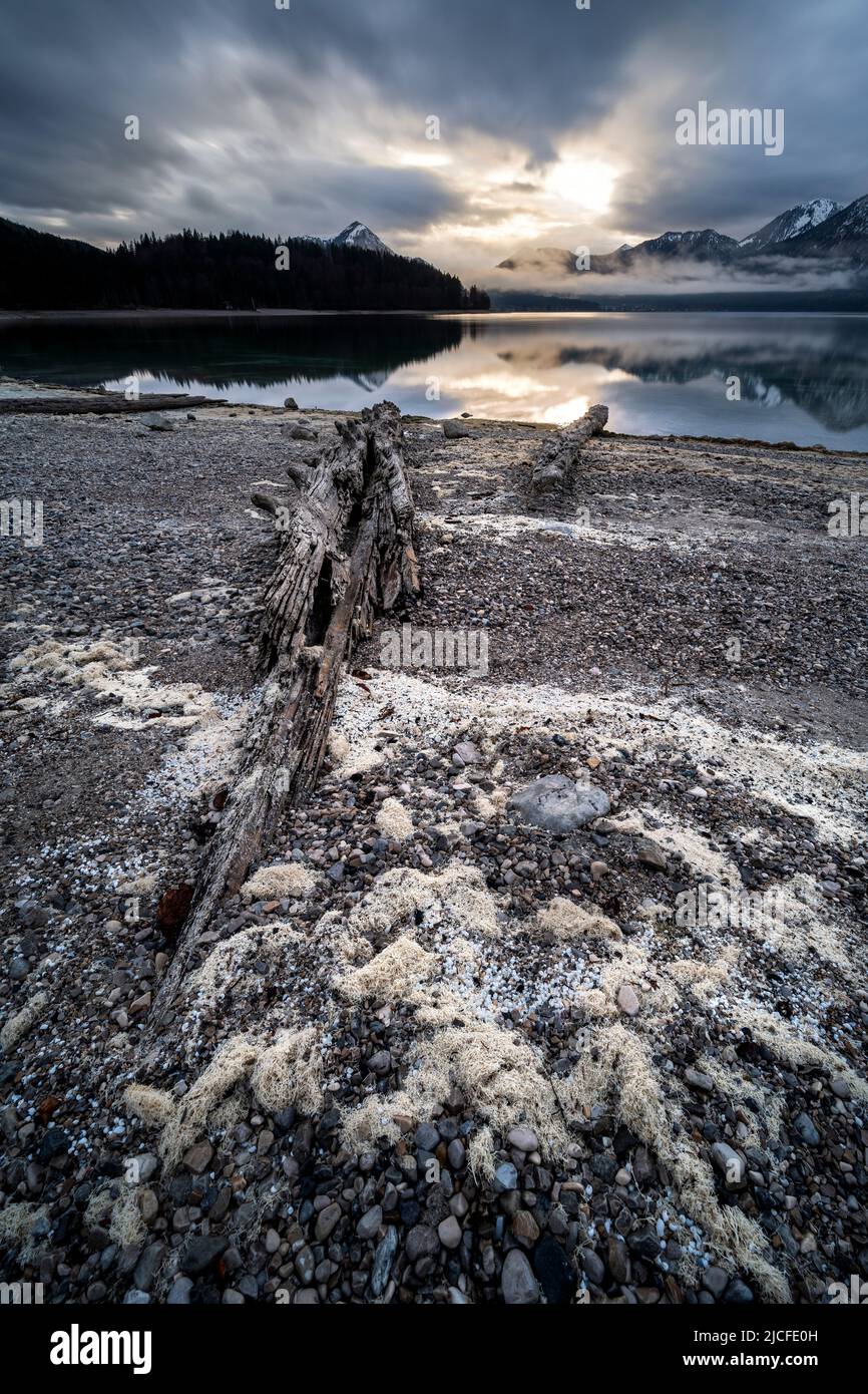 An old tree trunk lies on the shore of Walchensee, in the foreground dried up water plants and small snail shells, in the background evening atmosphere with thick clouds and reflection of the mountains in the water. Stock Photo