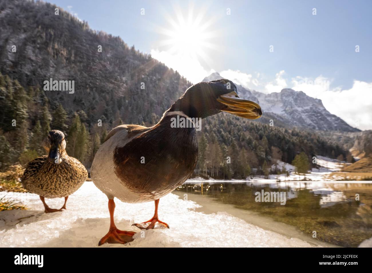 A mallard drake on the shore of the Ferchensee, in the background the Wetterstein and the spring-like snowy landscape of the Bavarian Alps. Stock Photo
