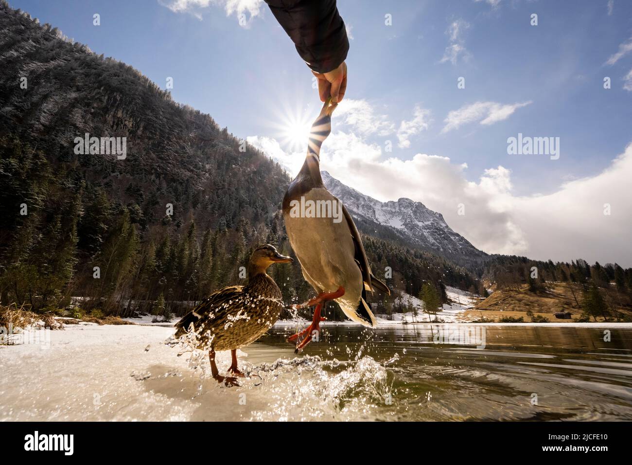 A mallard drake jumps to the feeding hand, the clear water of the spring-like Ferchensee splashes in the backlight of the sun with beautiful sunbeams, in the background the Wetterstein with fresh snow. Stock Photo