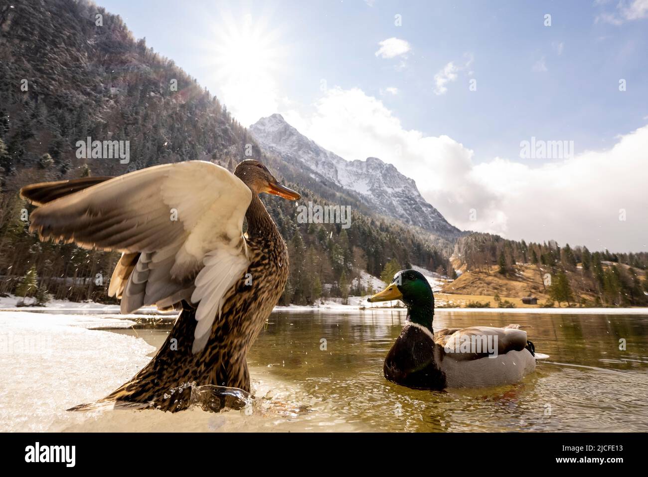 A pair of mallards on the shore of the spring-like Ferchensee in the Bavarian Alps. In the background the Wetterstein and the sun with snow at higher altitudes, in the foreground the two ducks, the female stretches her wings in front of the drake. Stock Photo
