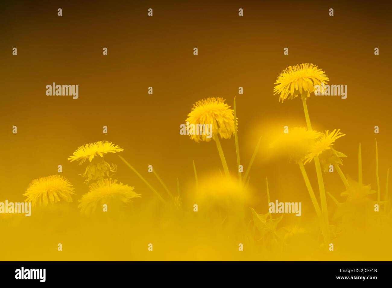 Dandelion flower in a flower meadow in spring photographed through other flowers. Stock Photo