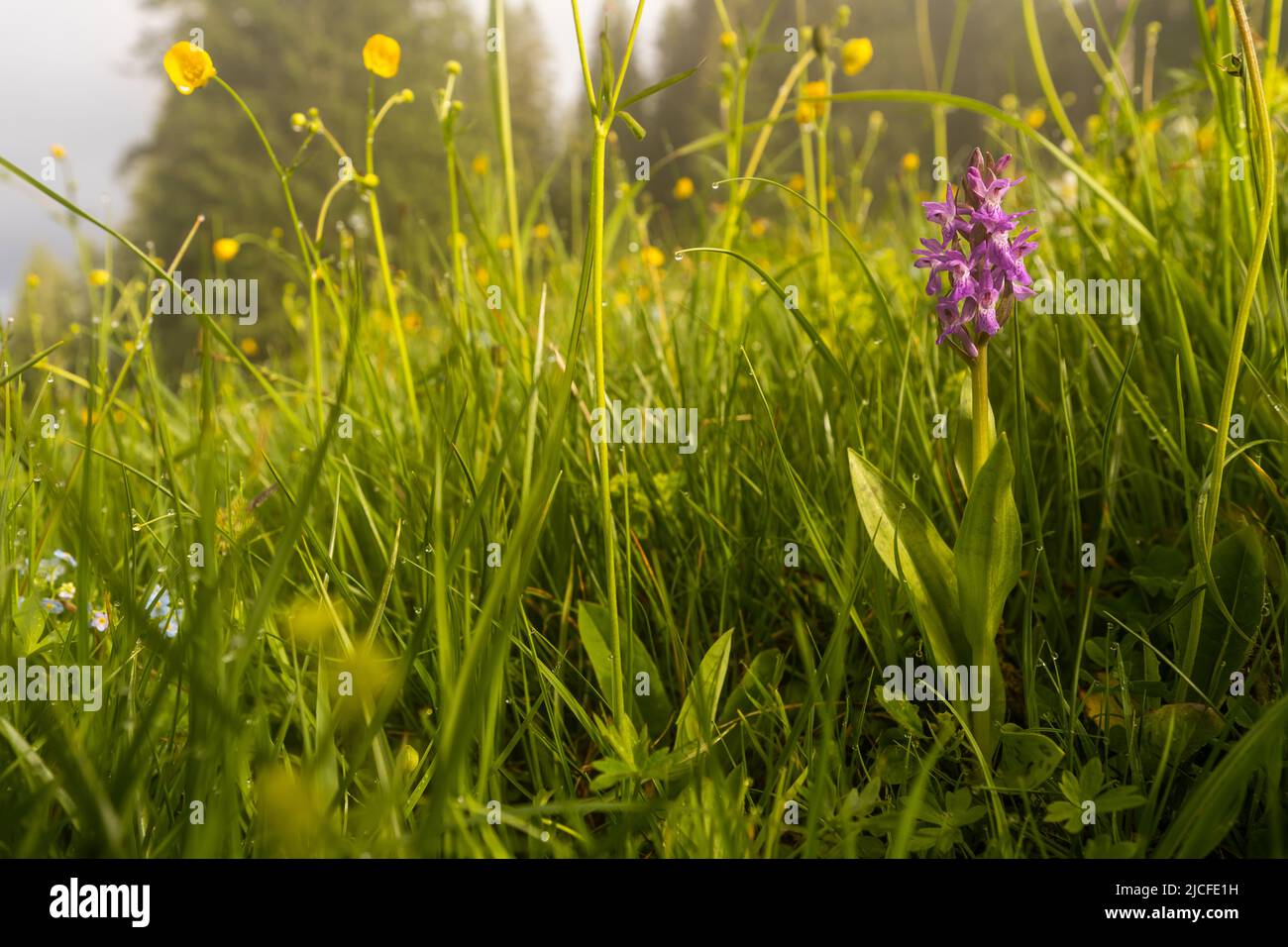 A broad-leaved orchid (Dactylorhiza majalis) in a flower meadow on a mountain slope in the Austrian Alps, Karwendel Stock Photo