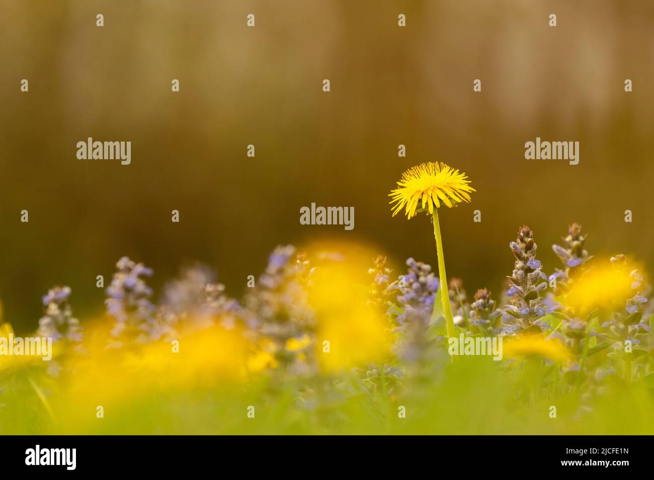 Bgleweed blossoms in a dense flower meadow with dandelions in spring, photographed between yellow dandelion flowers, the gold yellow dominates and glows. Stock Photo