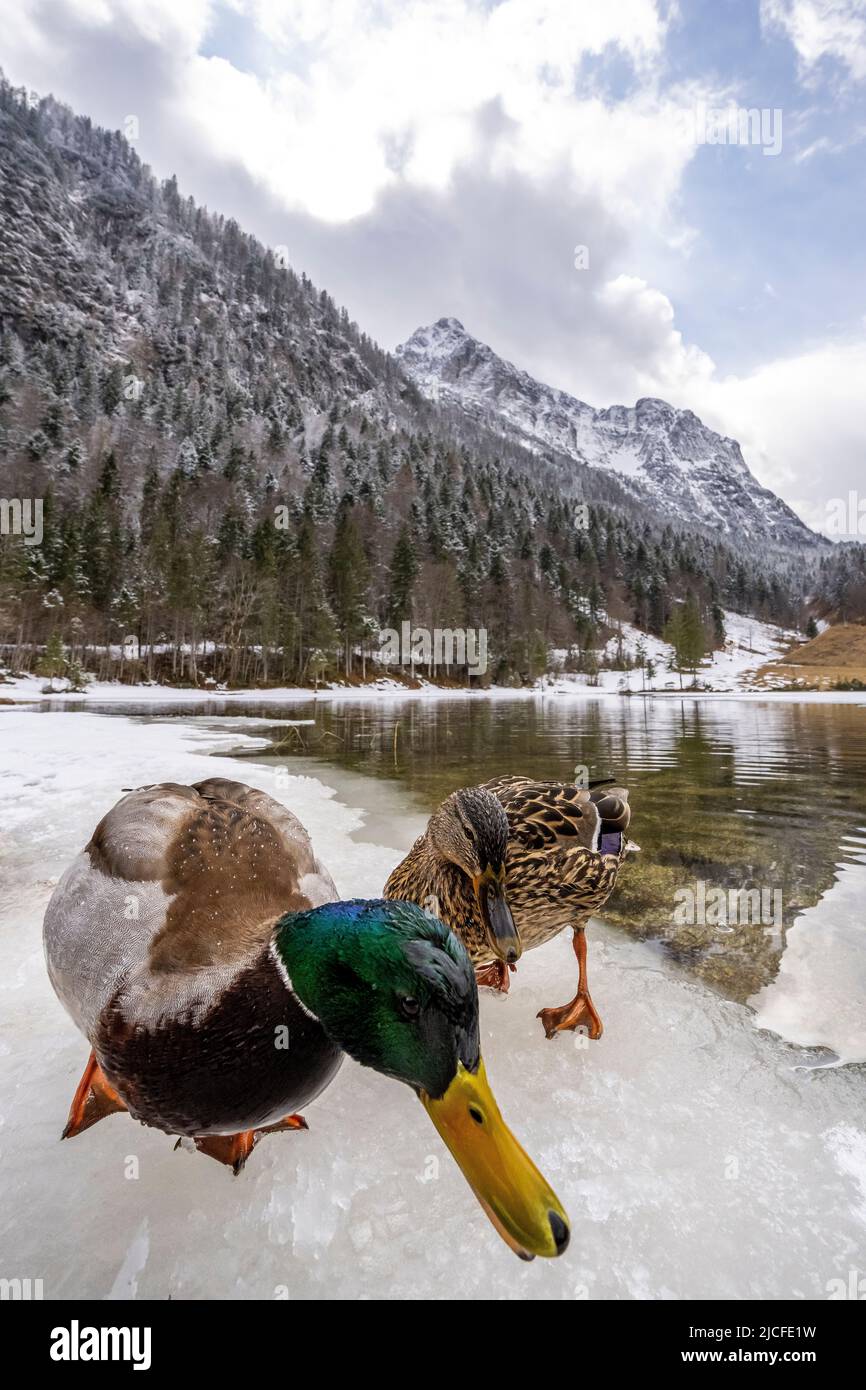 A duck drake and a mallard on the icy shore of the Ferchensee in early spring, in the background the Wetterstein, a part of the German Alps with snow and clouds. Stock Photo