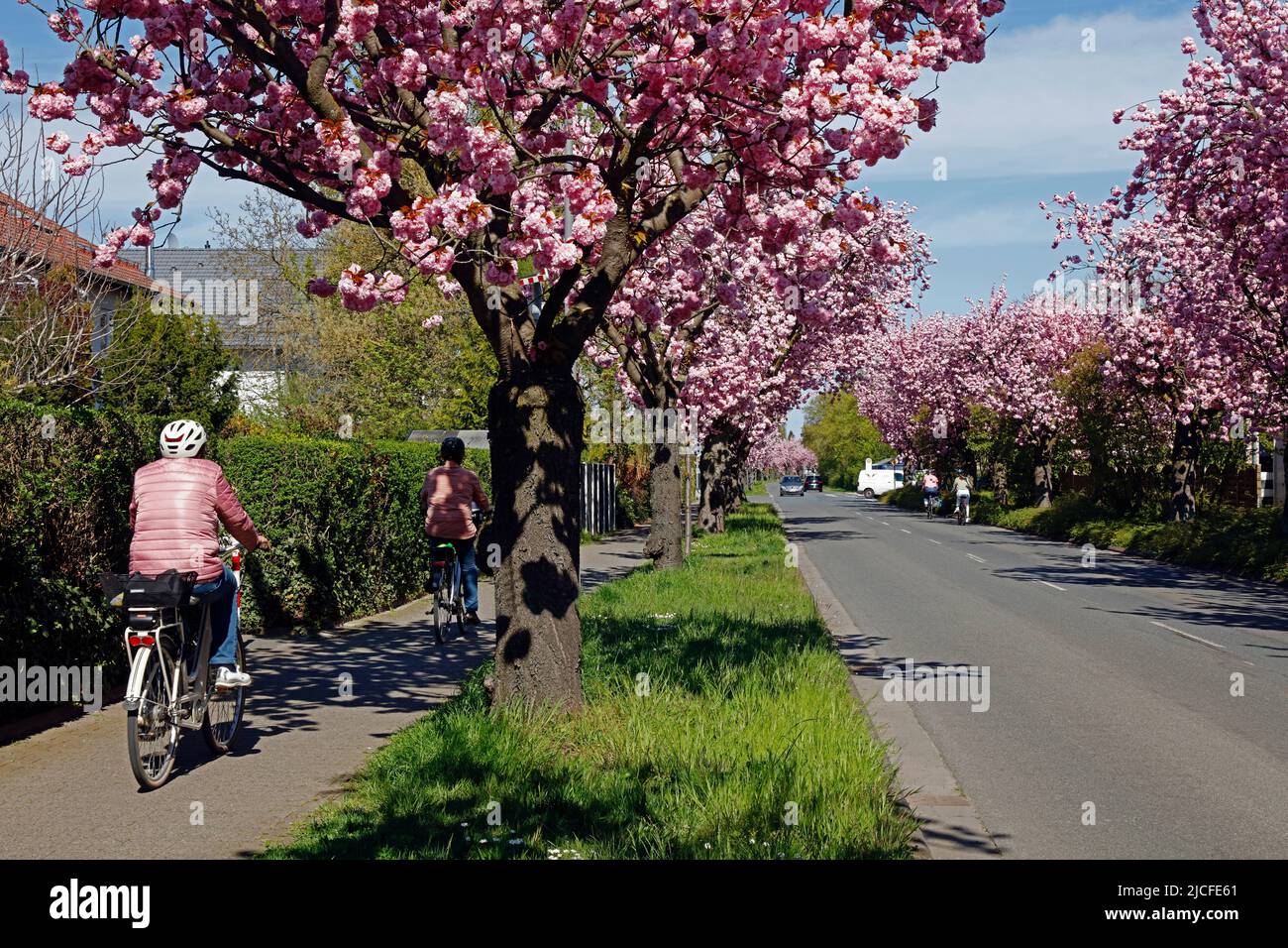 Cherry blossom, spring, Aschaffenburger Straße, Dieburg, Hesse, Germany Stock Photo