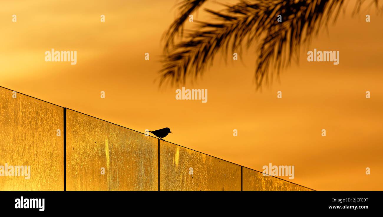 Sparrow and palm tree in morning light, Ibiza town, Playa d'en Bossa Stock Photo