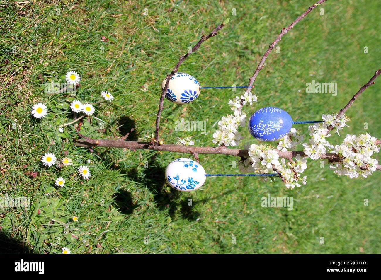 painted easter eggs on a blooming plum tree, spring, springtime, easter, garden, upper bavaria, bavaria, germany Stock Photo