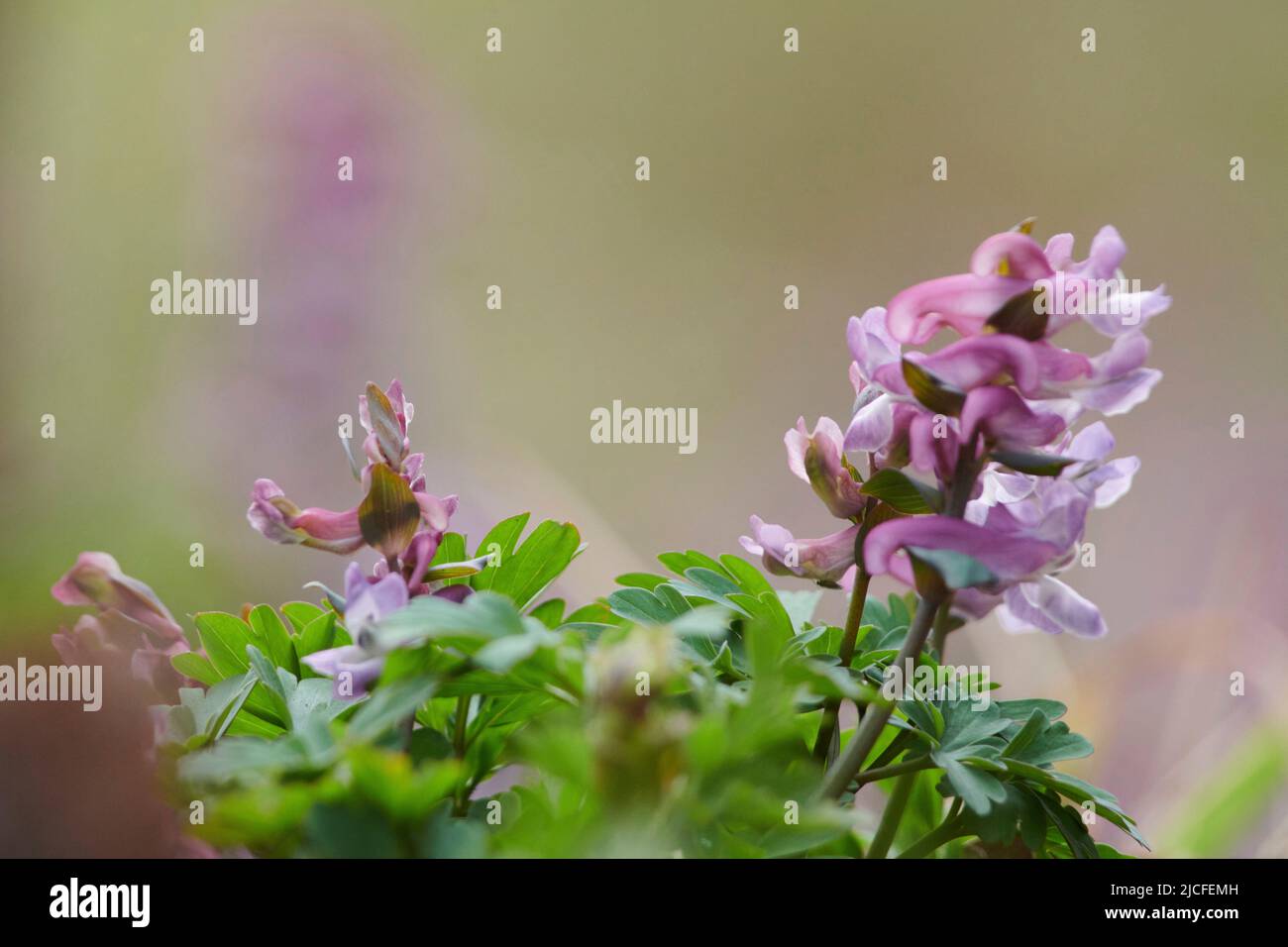 Flowers in spring, hollow larkspur, corydalis cava, pink flowers, closeup Stock Photo