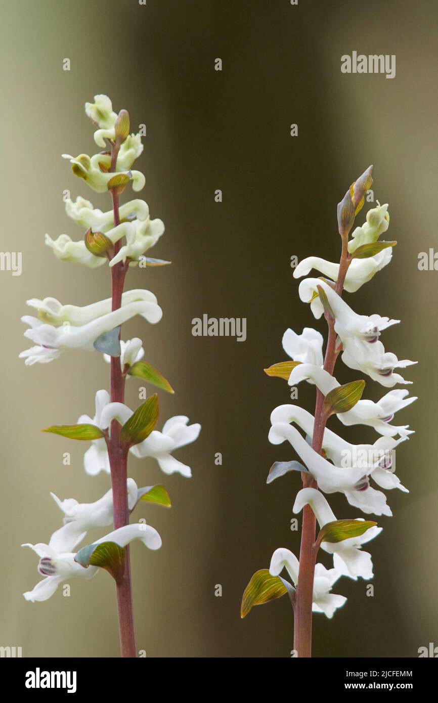 Flowers in spring, hollow larkspur, corydalis cava, white flowers, closeup Stock Photo