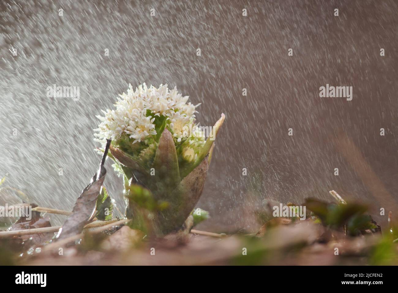 Flowers in spring, white butterbur, petasites albus, flower, close up Stock Photo