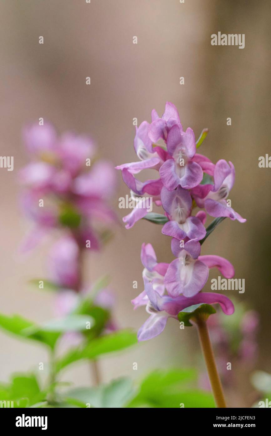 Larkspur flowers hi-res stock photography and images - Alamy