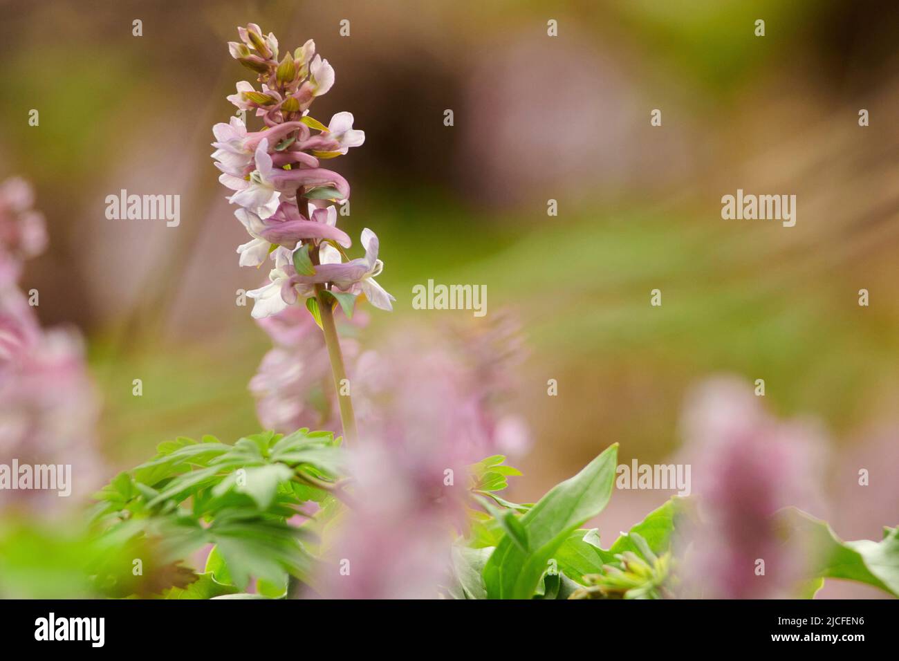 Flowers in spring, hollow larkspur, corydalis cava, pink flowers, closeup Stock Photo