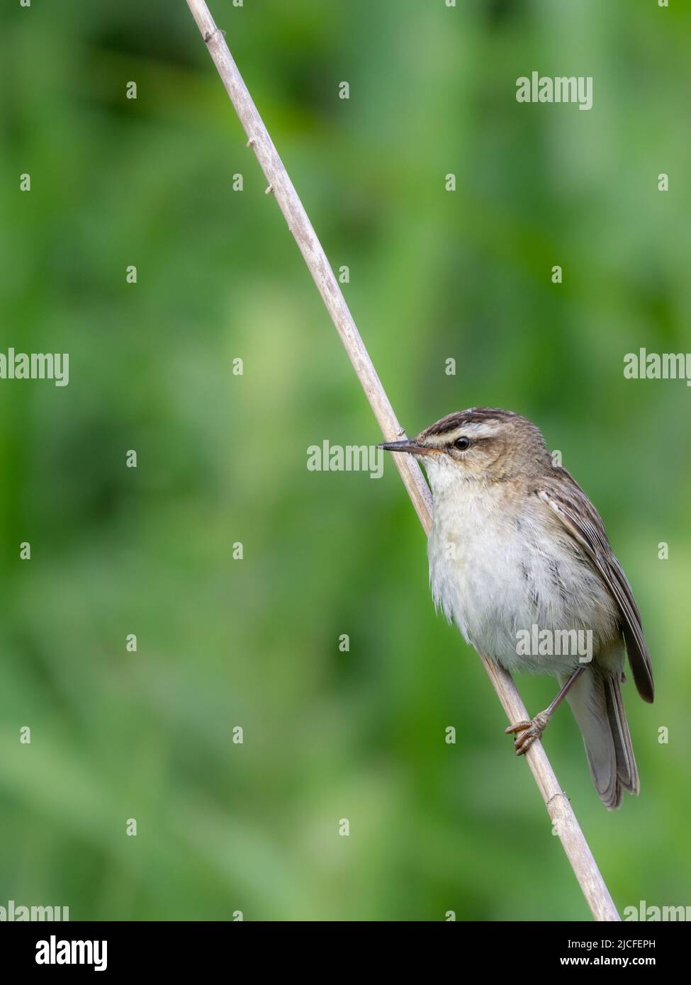 Sedge Warbler on Common Reed at RSPB Blacktoft Sands Stock Photo