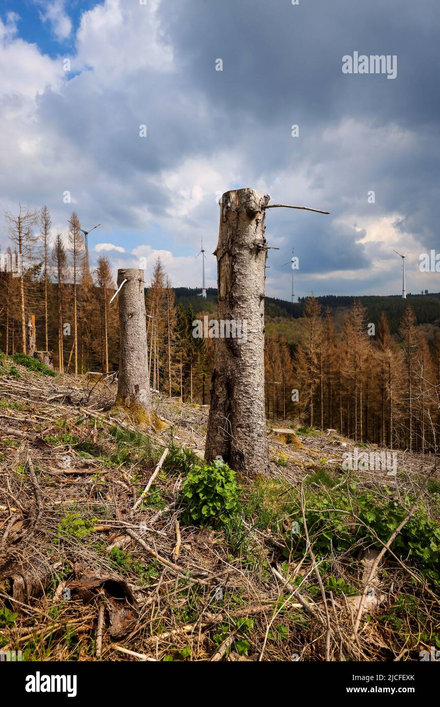 04/27/2022, Hilchenbach, North Rhine-Westphalia, Germany - Forest dieback in the district of Siegen-Wittgenstein in Sauerland, drought and bark beetle damage spruce trees in coniferous forest. Dead spruce forests were felled. In the back wind turbines in the forest. Stock Photo