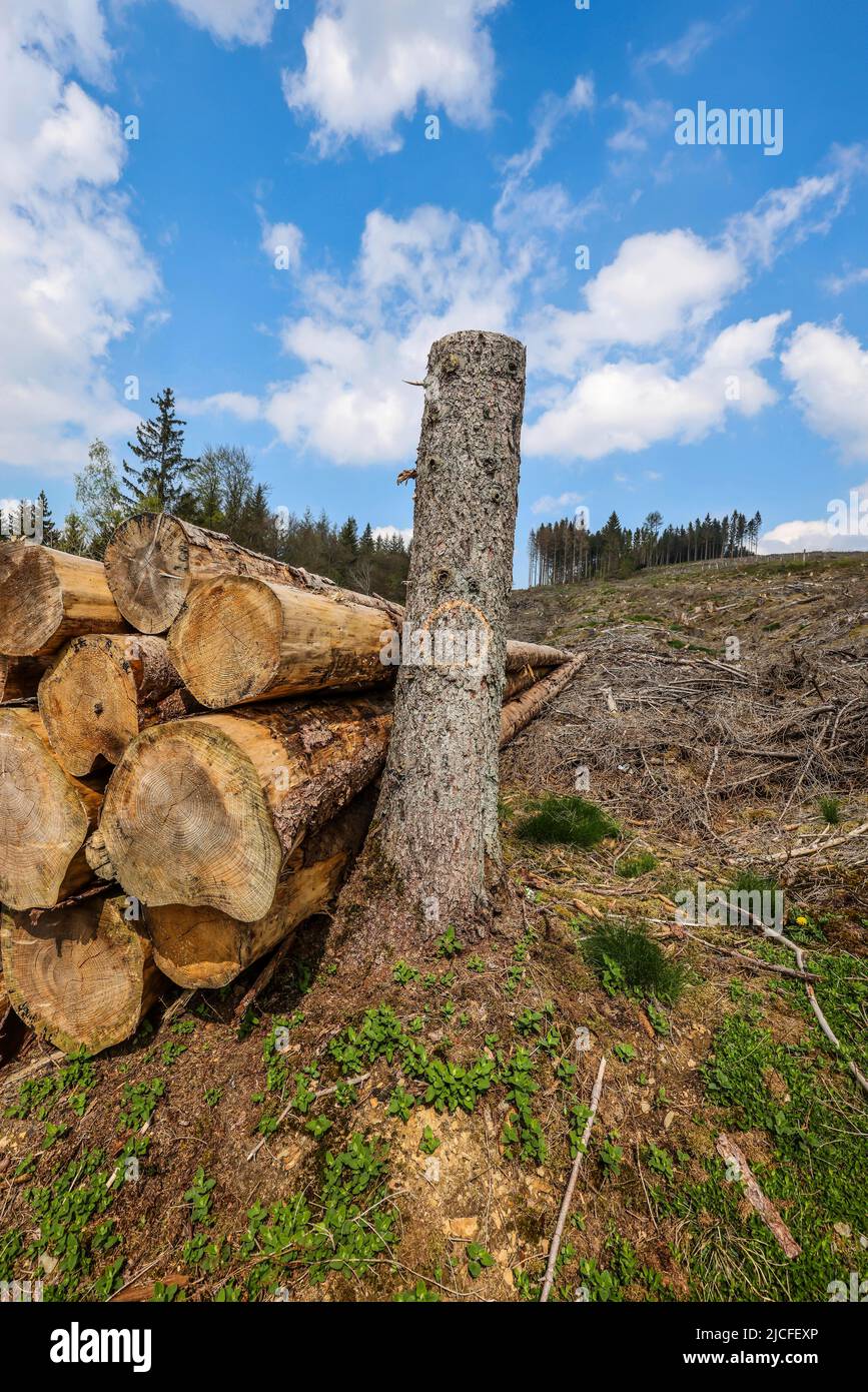 04/27/2022, Hilchenbach, North Rhine-Westphalia, Germany - Forest dieback in the district of Siegen-Wittgenstein in Sauerland, drought and bark beetle damage spruce trees in coniferous forest. Dead spruce forests were felled. Stock Photo