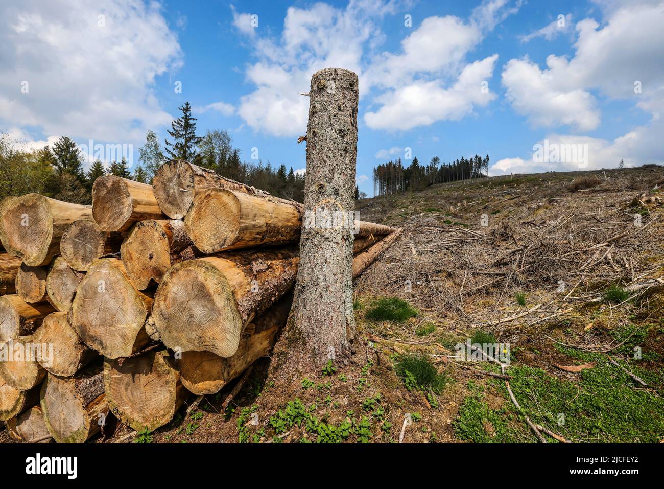 04/27/2022, Hilchenbach, North Rhine-Westphalia, Germany - Forest dieback in the district of Siegen-Wittgenstein in Sauerland, drought and bark beetle damage spruce trees in coniferous forest. Dead spruce forests were felled. Stock Photo