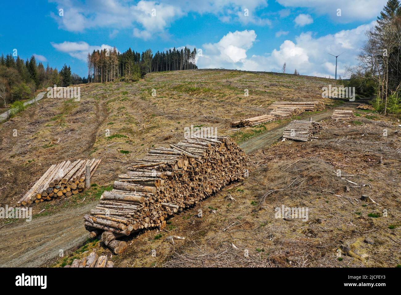 04/27/2022, Hilchenbach, North Rhine-Westphalia, Germany - Forest dieback in the district of Siegen-Wittgenstein in Sauerland, drought and bark beetle damage spruce trees in coniferous forest. Dead spruce forests were felled. Stock Photo