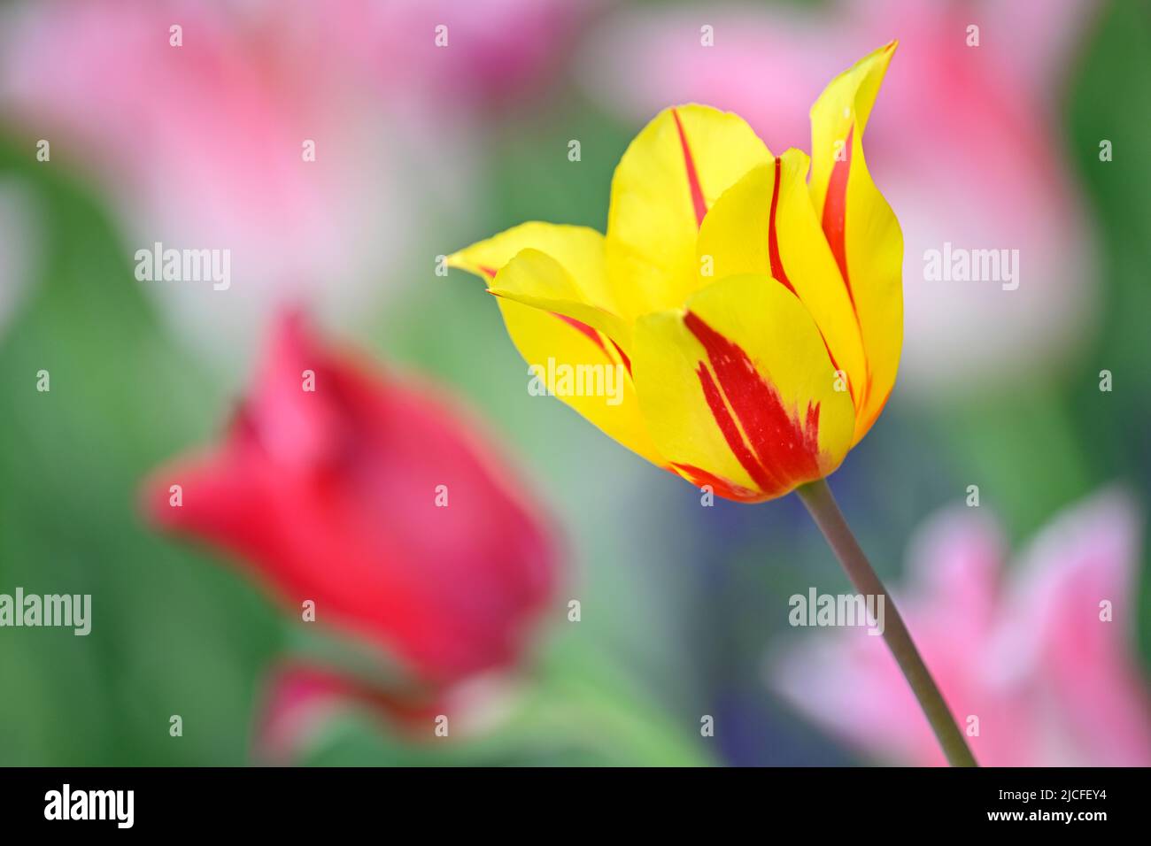 Colorful tulips (Tulipa), Stuttgart, Baden-Württemberg, Germany Stock Photo