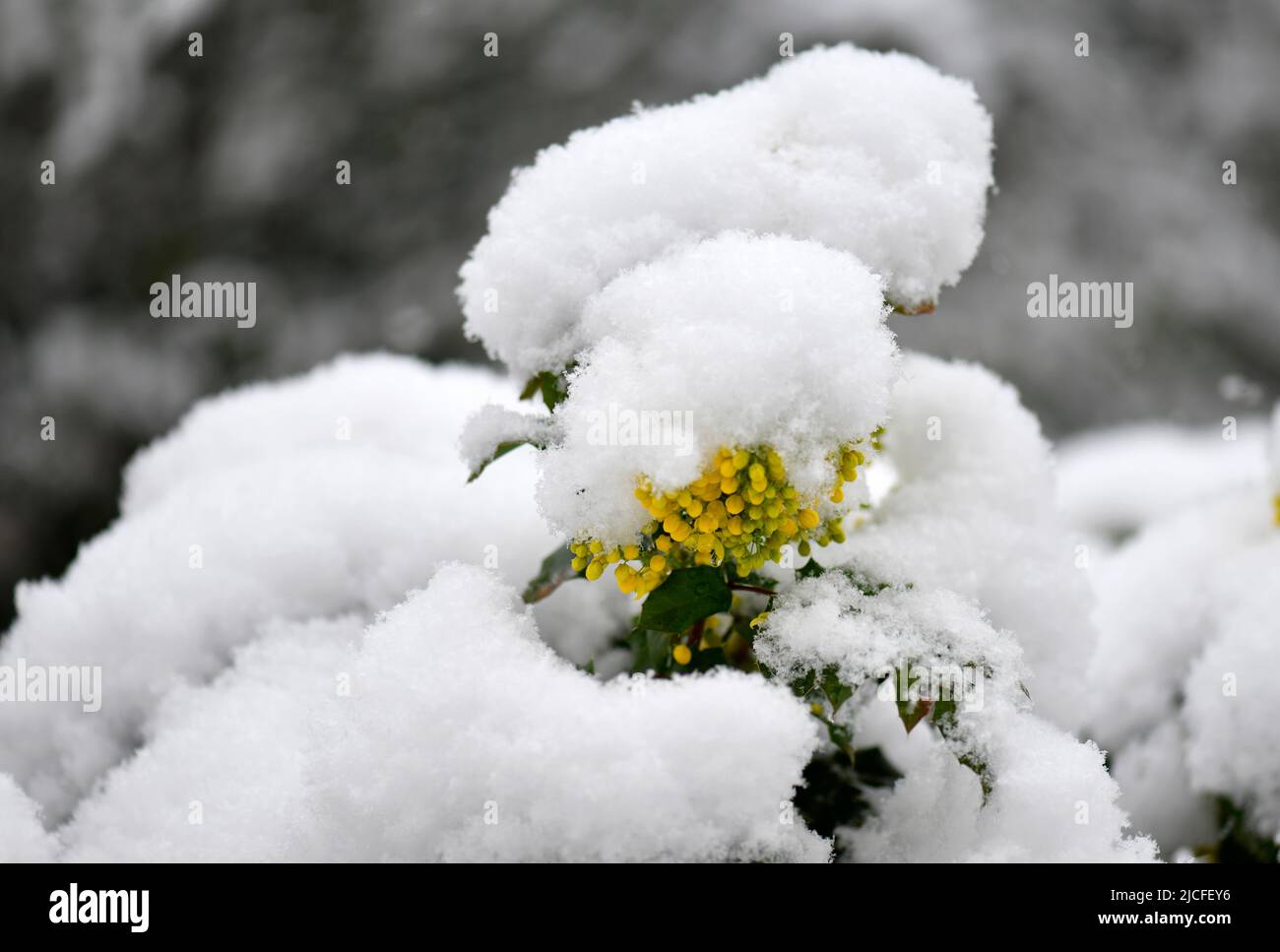 Mahonia (Mahonia aquifolium), spring flowers under snow, late onset of winter, Baden-Wuerttemberg, Germany Stock Photo