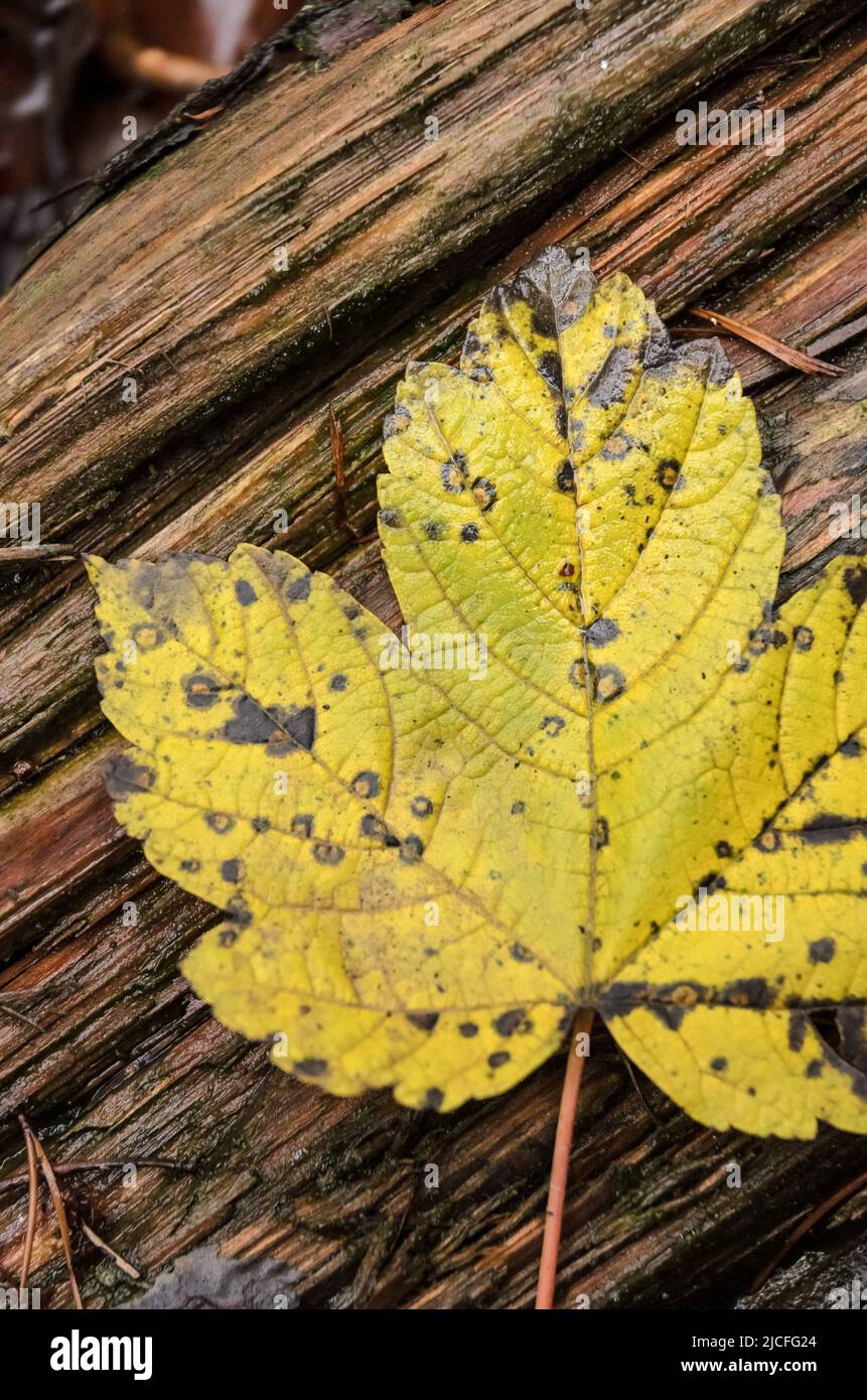 Yellow maple leaf (Acer pseudoplatanus) on wooden background during autumn season Stock Photo