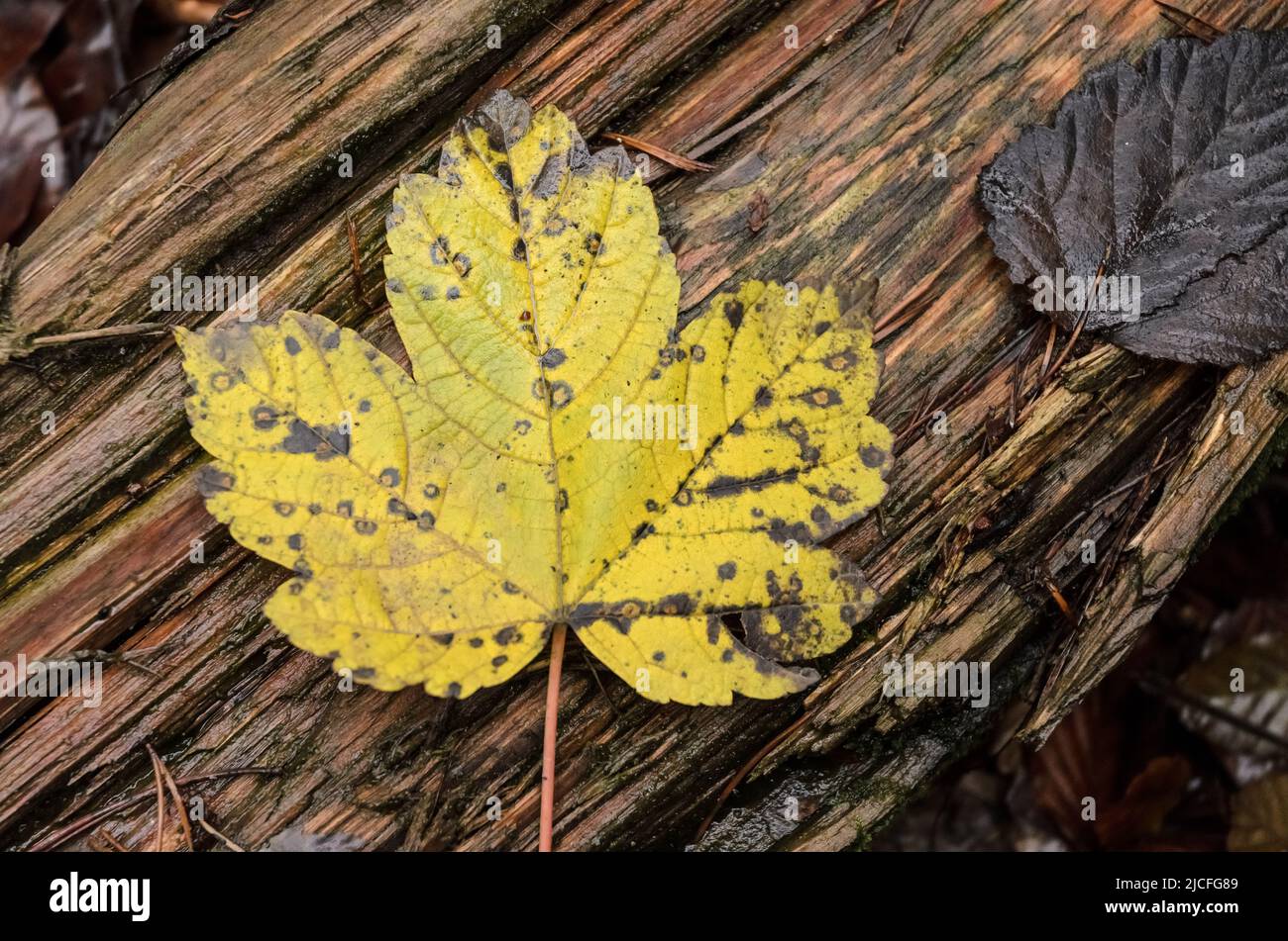Yellow maple leaf (Acer pseudoplatanus) on wooden background during autumn season Stock Photo