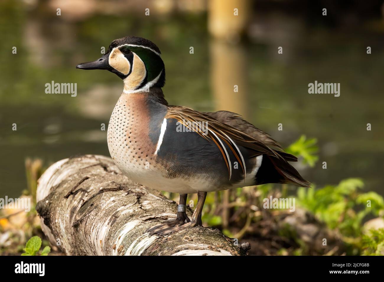 Baikal Teal aka Squawk Duck or Bimaculate Duck at WWT Arundel Wetland Centre, Arundel, West Sussex, UK, Stock Photo