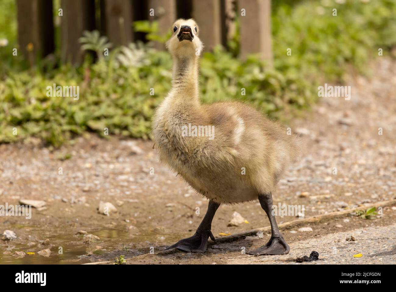 Goslings with the unusual mixed parentage of Canada Goose and Greylag Goose at WWT Arundel Wetland Centre, Arundel, West Sussex, UK, a nature reserve Stock Photo