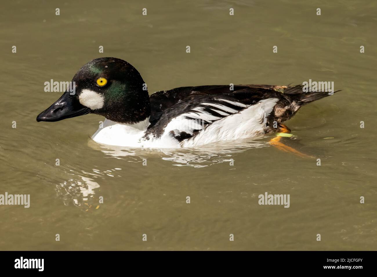 Common Goldeneye at WWT Arundel Wetland Centre, Arundel, West Sussex, UK, a nature reserve managed by the Wildfowl and Wetlands Trust. 10th June 2022 Stock Photo