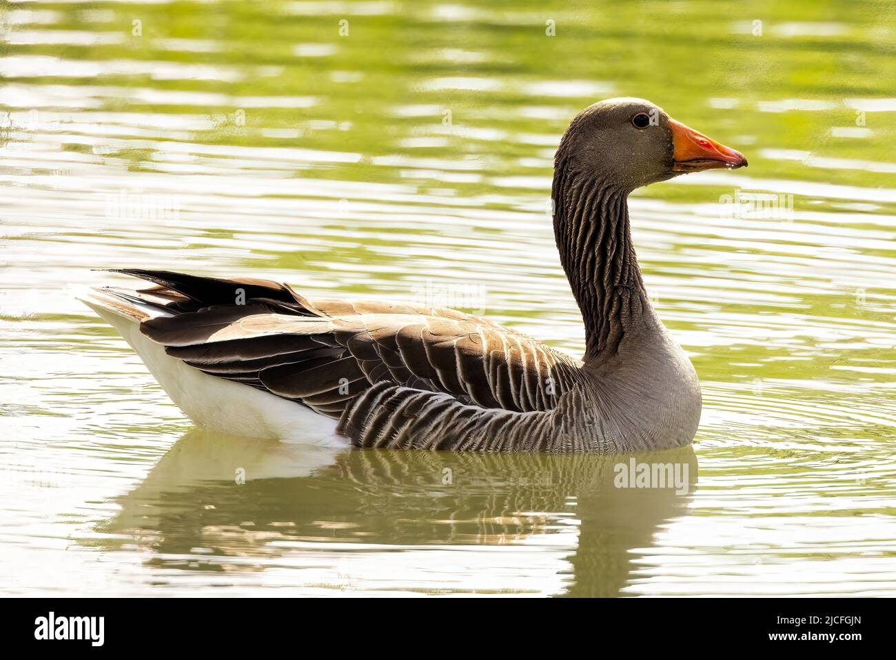 Greylag Goose at WWT Arundel Wetland Centre, Arundel, West Sussex, UK, a nature reserve managed by the Wildfowl and Wetlands Trust. 10th June 2022 Stock Photo