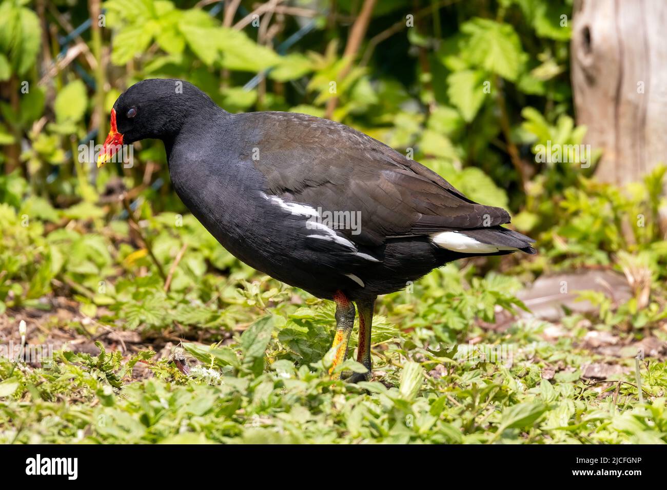 Moorhens—sometimes called marsh hens—are medium-sized water birds that are members of the rail family (Rallidae). Image captured at WWT Arundel Stock Photo
