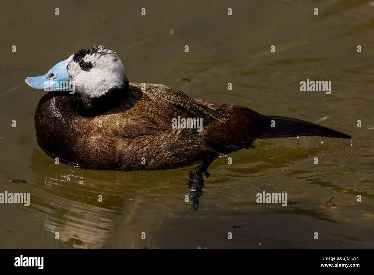 Ruddy Duck at WWT Arundel Wetland Centre, Arundel, West Sussex, UK, a nature reserve managed by the Wildfowl and Wetlands Trust. 10th June 2022 Stock Photo
