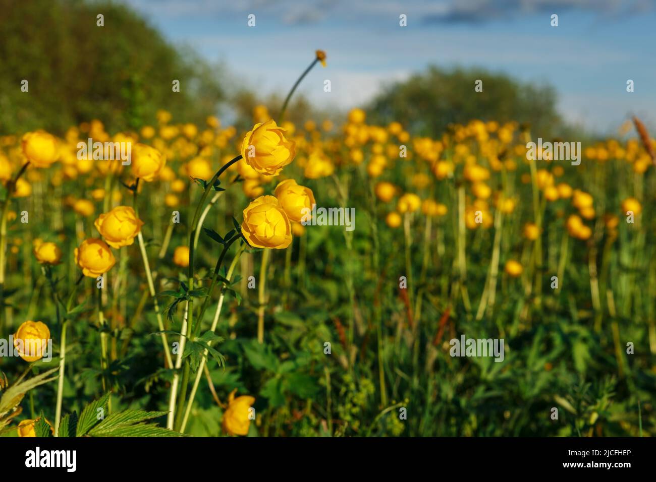 Yellow Trollius europaeus. The common name of some species is
