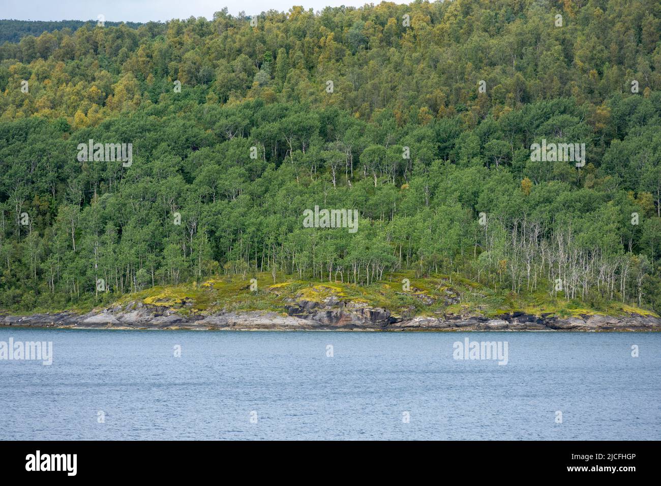 Norway, Troms og Finnmark, forest near Finnsnes. Stock Photo