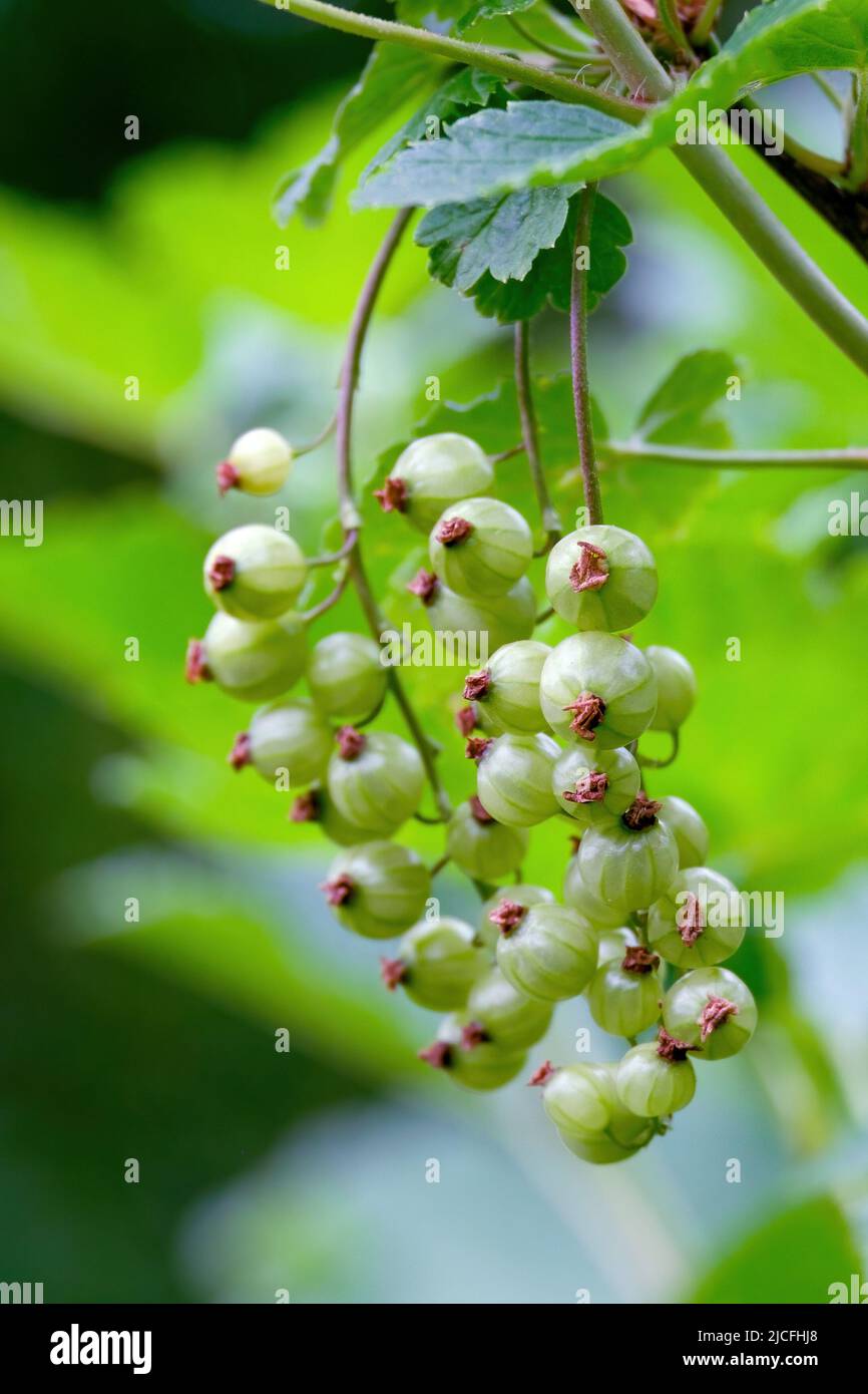 Bunches of red currants ripen on the branches of the bush in June. Still green Stock Photo