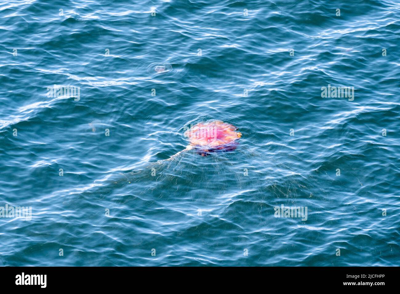 Norway, jellyfish, also medusa (Medusae), cnidarians (Cnidaria). Stock Photo