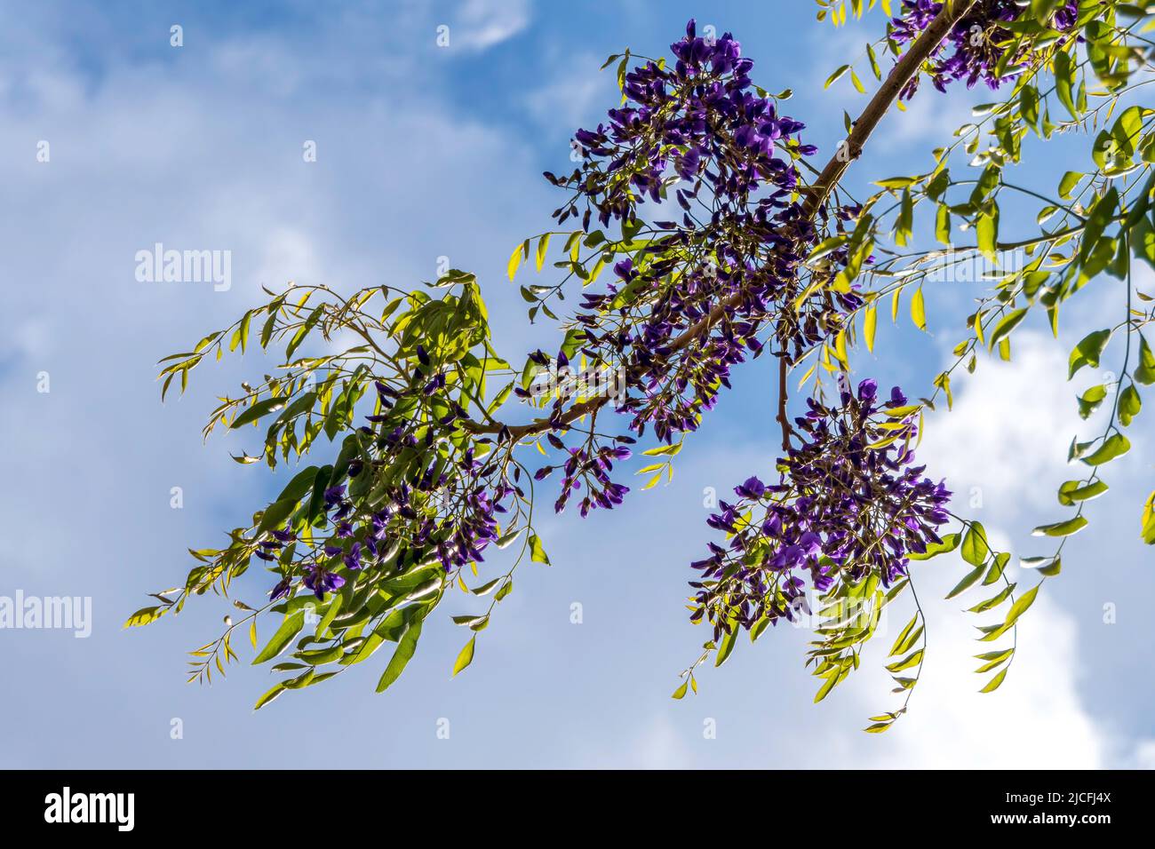 Flowering violet Wisteria Sinensis. Blue Chinese wisteria is a species of flowering plant in the pea and Fabaceae family. Israel Stock Photo