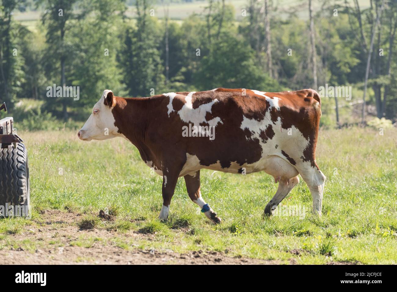 Side view of Fleckvieh cattle (Bos primigenius taurus) on a pasture in Germany, Europe Stock Photo