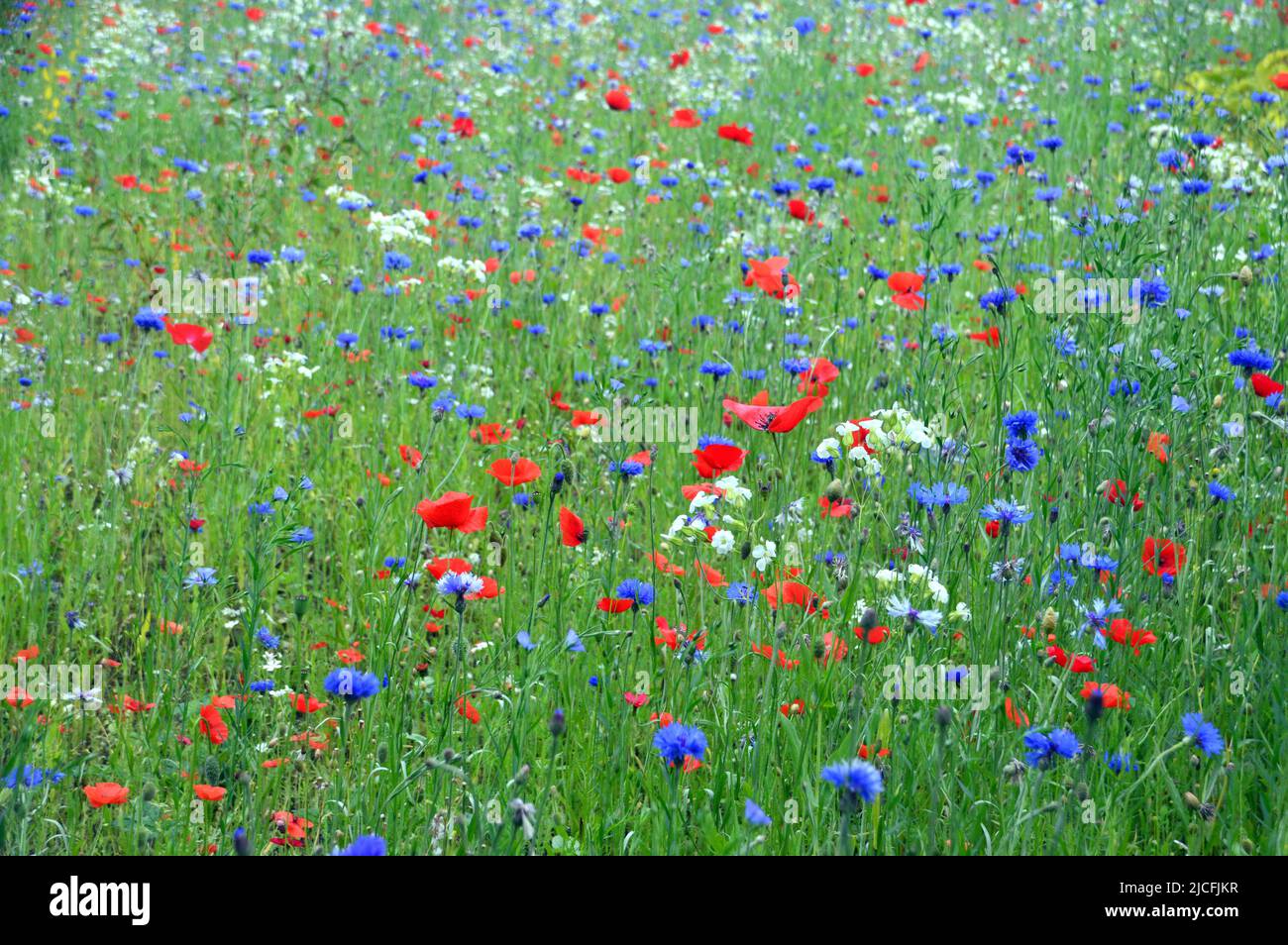 Wild Summer Flowers grown in Wild Flower Border at RHS Garden Harlow