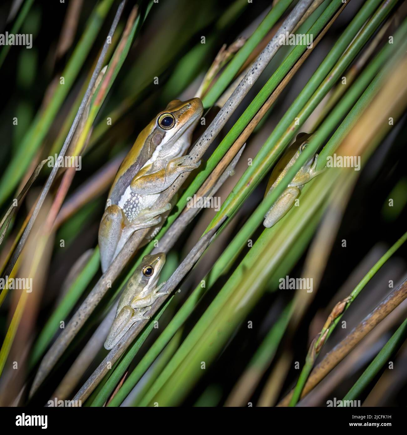 Three slender tree frogs on reeds Northclifffe, Western Australia Stock Photo