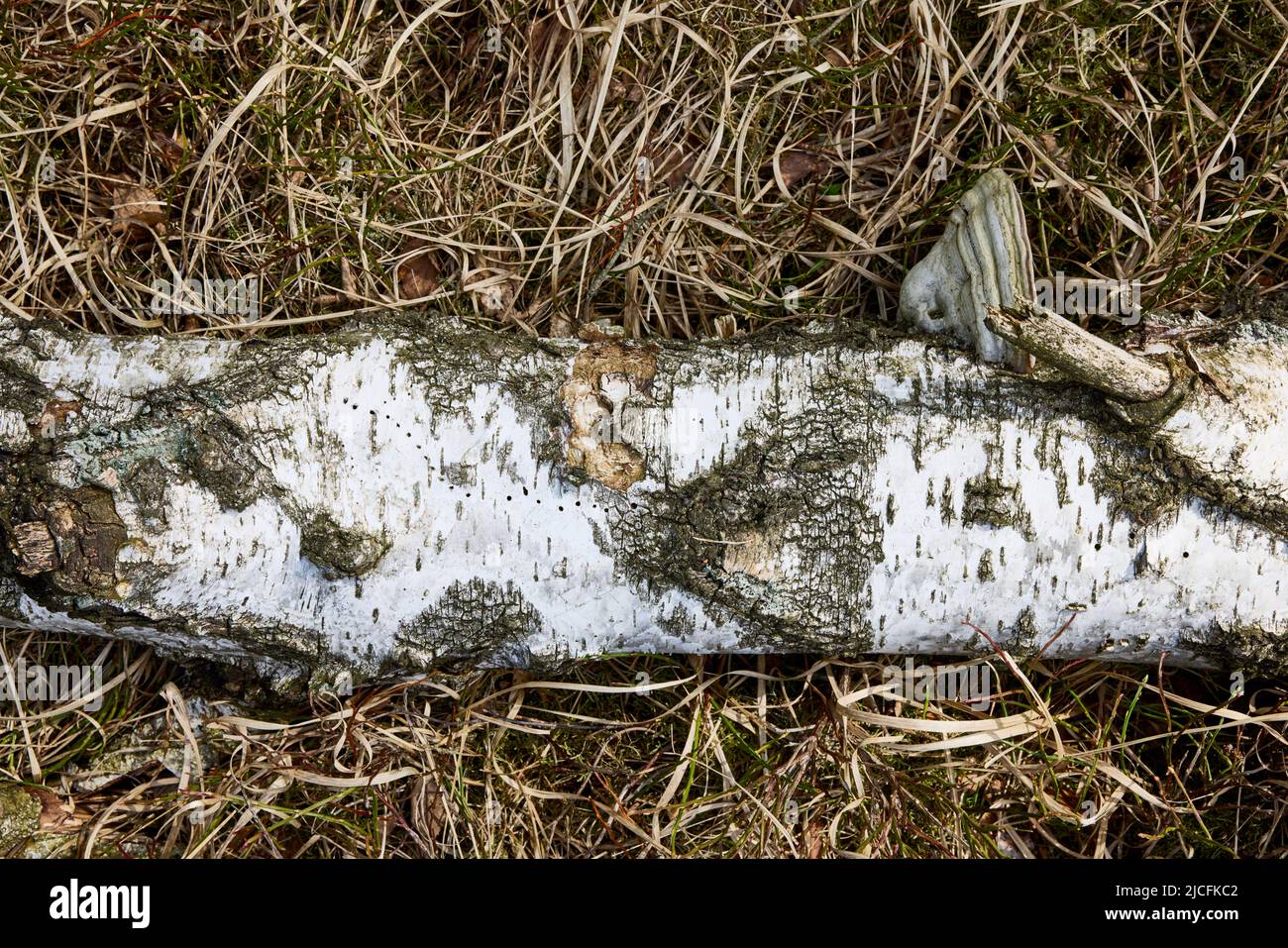 Birch, dead wood Stock Photo