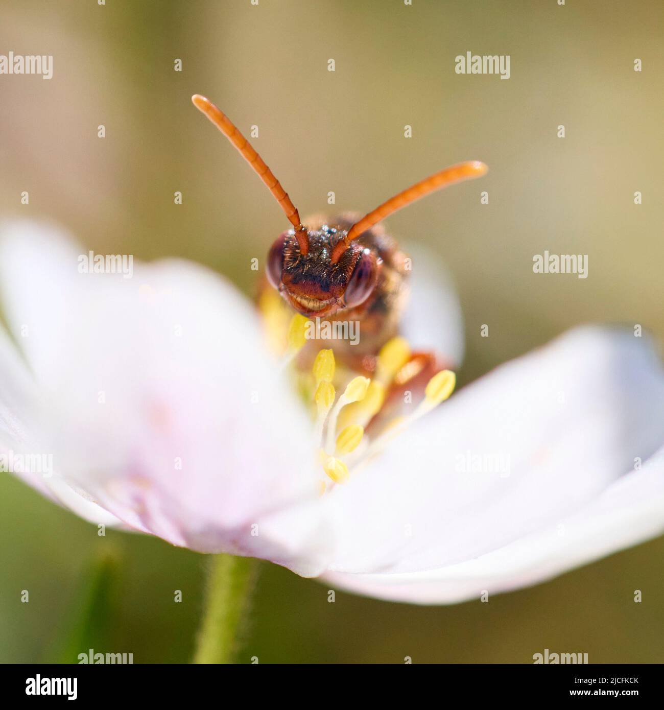 wasp-like bee, Nomada signata Stock Photo