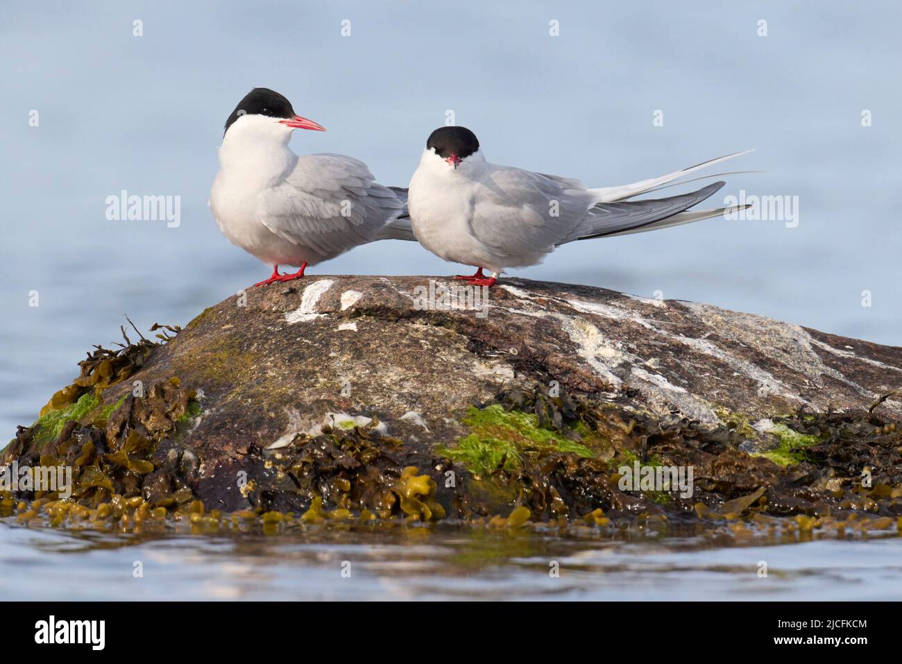 Tern, Arctic tern, Pair, Couple, Sterna paradisaea Stock Photo