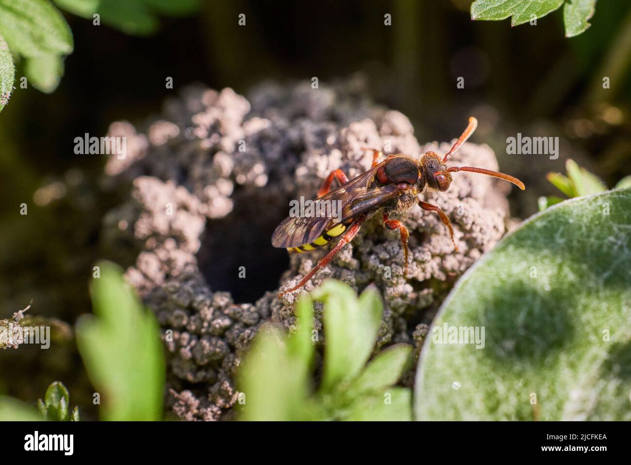 Wasp bee, Nomada signata Stock Photo