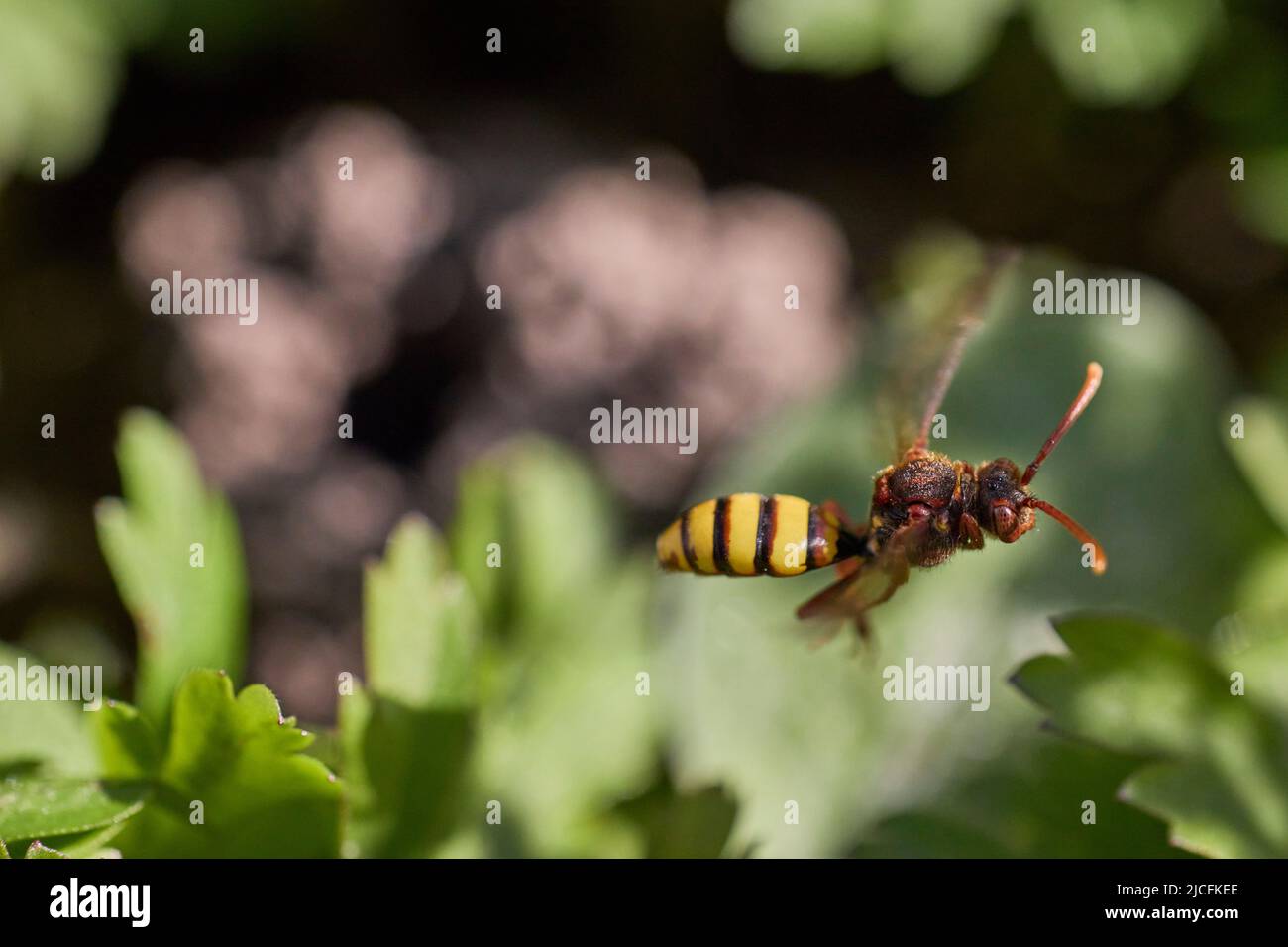 Wasp bee, Nomada signata Stock Photo