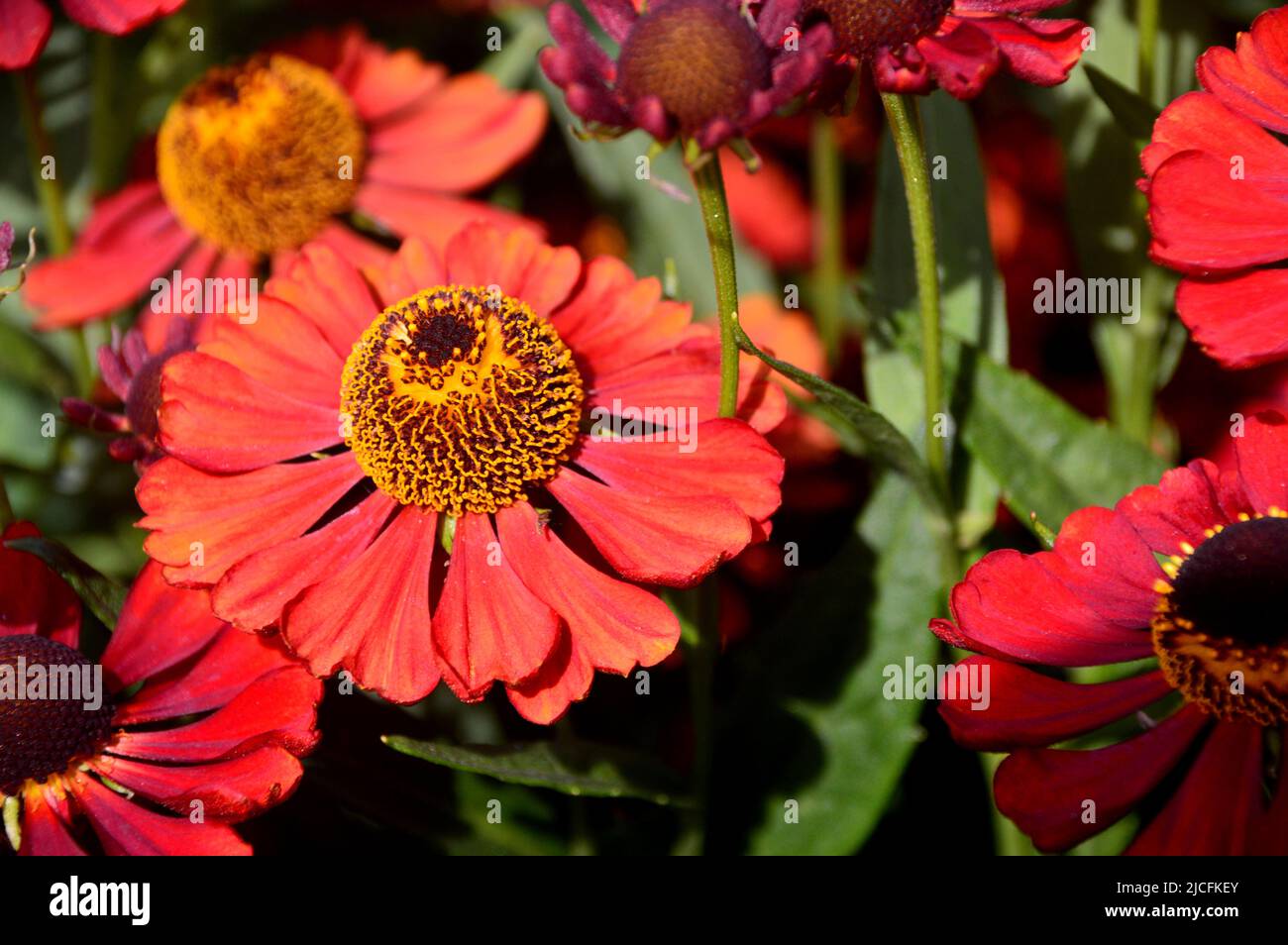 Dark Orange/Red Helenium 'Moerheim Beauty' (Sneezeweed) Flowers grown at RHS Garden Harlow Carr, Harrogate, Yorkshire, England, UK. Stock Photo