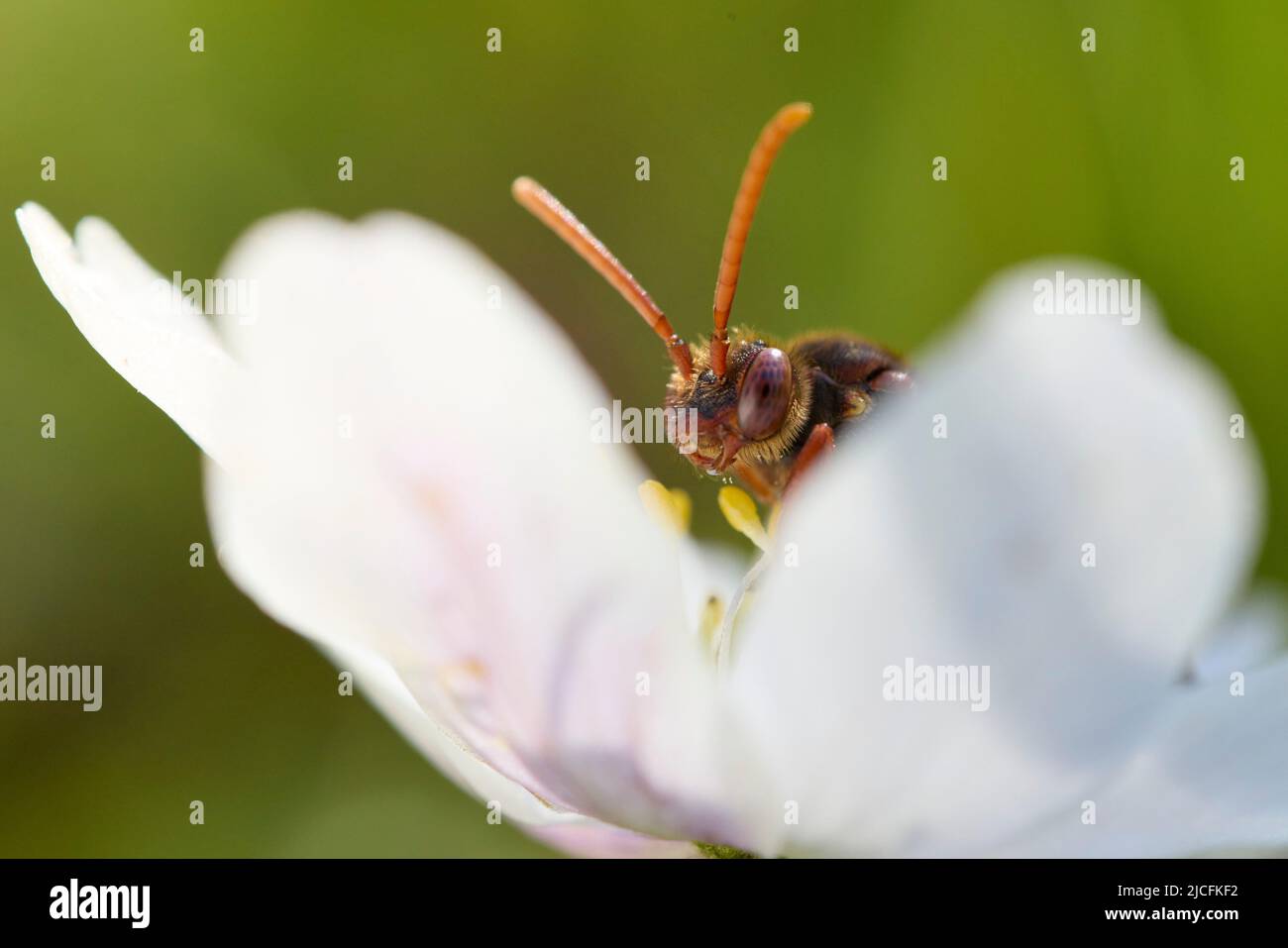 wasp-like bee, Nomada signata Stock Photo