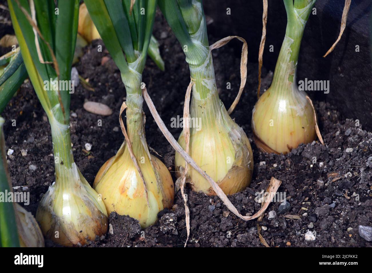 A Row of Maincrop Onions 'Ailsa Craig' Growing in the Vegetable Garden